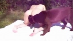 Старое винтажное zoo sex видео с кобельком на лугу