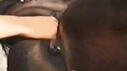 Zoophile sex фифа дрочит кобыле рукой зоопорно фистинг